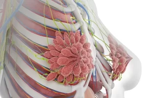 3D medical illustration showing breast anatomy with visible veins, ducts, and lobules, highlighting vascular and lymphatic structures in the chest.